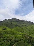 06 Cameron Highlands-Piantagioni di te